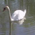799