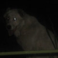 830