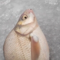 1681