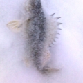 2181
