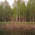 Весна